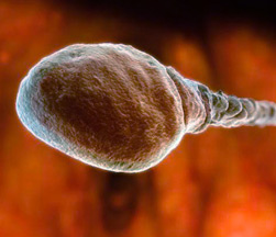 Сперматозоид